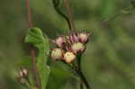 Cotton morning-glory